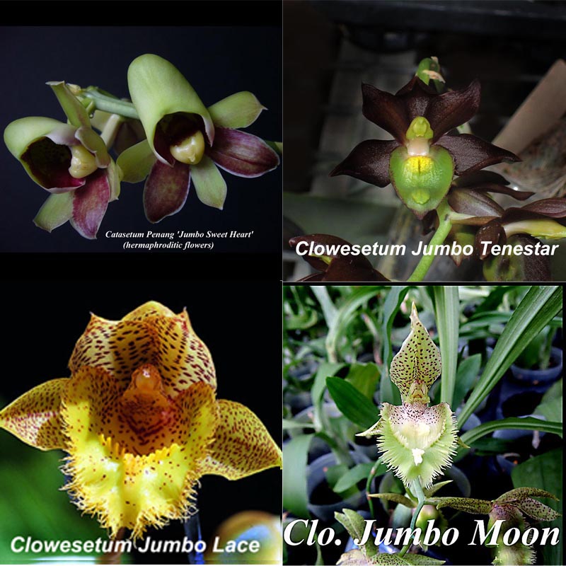 4-New catasetum for $100--your choice